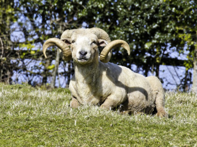 Horned sheep