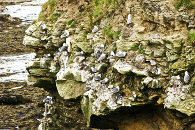 cliff-ful of Kittiwakes