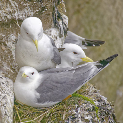 Kittiwake  - Rissa tridactyla