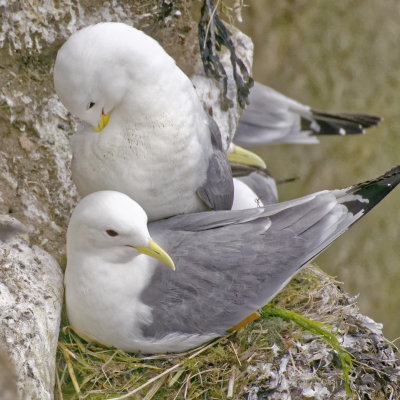 Kittiwake - Rissa tridactyla