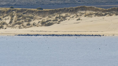 Seal colony on Old Law dunes, near Bamburgh