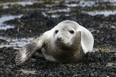 Lone Seal