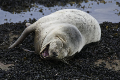 knowing how boring seal photography can become