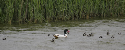 Shelduck with ducklings