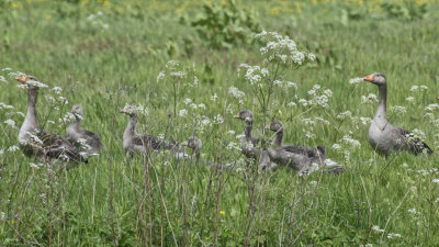 Greylag goslings doing well