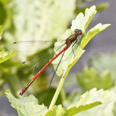 Large Red Damselfly - Pyrrhosoma nymphula