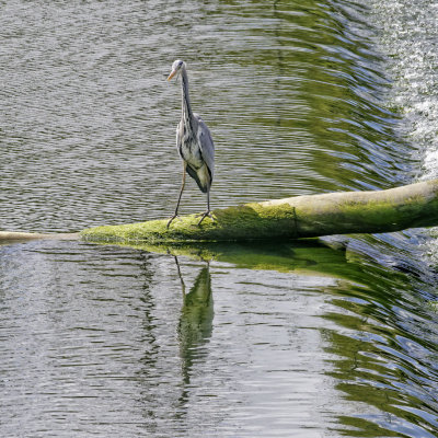 Patrolling the weir