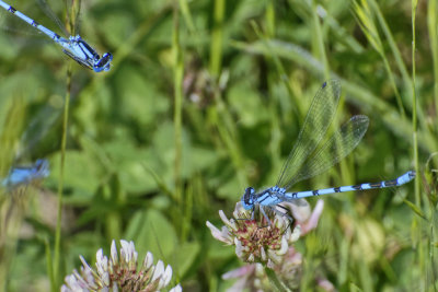 Common Blue Damselfly