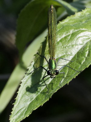 Banded Demoiselle - female