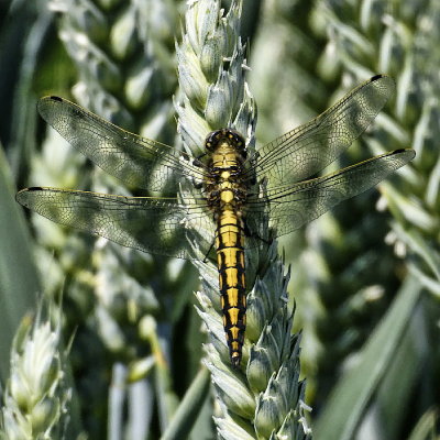 Black-tailed Skimmer