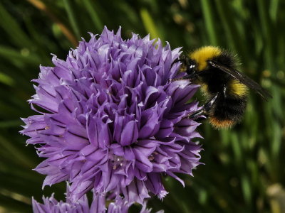 Bee on chive