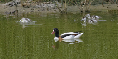 Shelduck family update