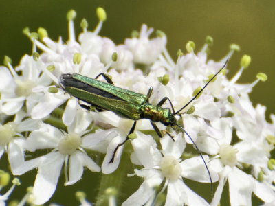 Cow parsley fan club - 2