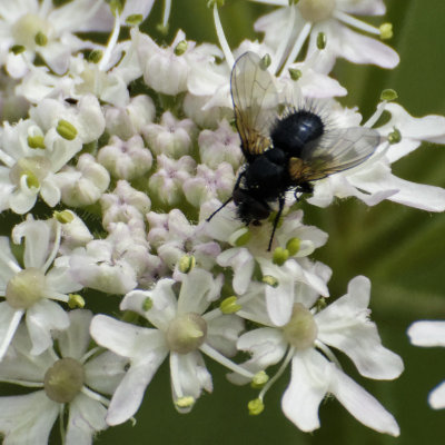 Cow parsley fan club - 3