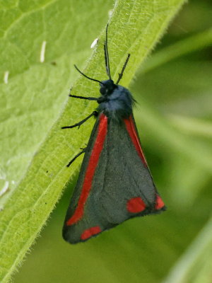 Cinnabar Moth