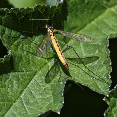 Last bug for now - Tiger Cranefly, thank you Ann Cleeves