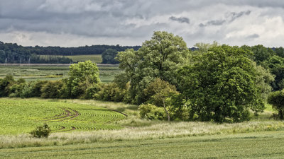 Trees near Falkenham