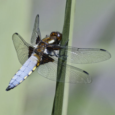 Black-tailed skimmer -male
