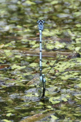How not to pose for damselfly pics