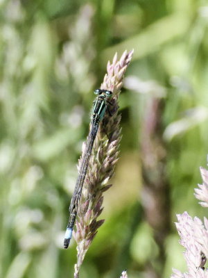 How not to pose for damselfly shots