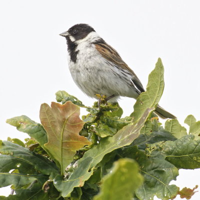 Reed bunting