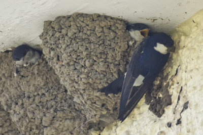 House Martin