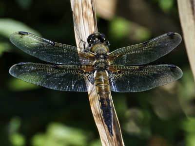 Four-spotted Chaser - Male