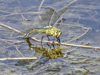 Emperor Dragonfly - female laying eggs