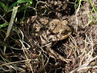 Toad