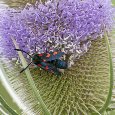 Spotted Burnet moth tidying a teasel