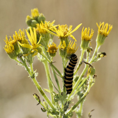 caterpillar