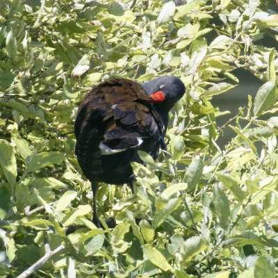 Moorhen