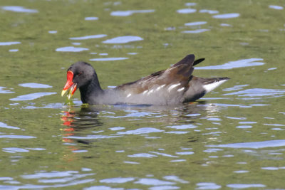 Moorhen