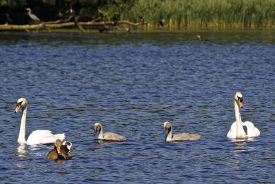 Swan family