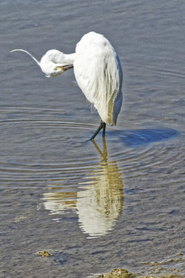 Little Egret