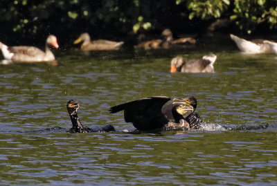 Cormorant spat