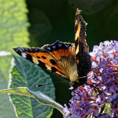 Small Tortoiseshell