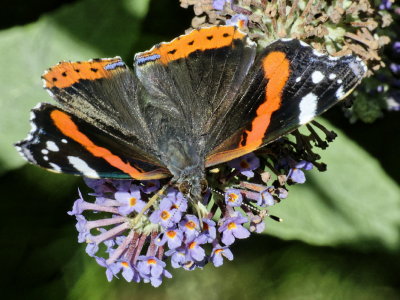 Red Admiral