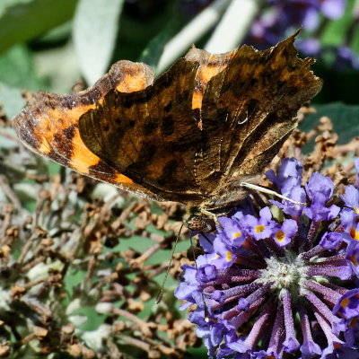 Comma