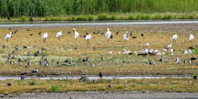 Spoonbills