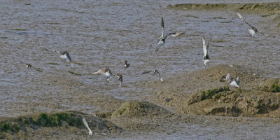 Grey Plover gathering - 3