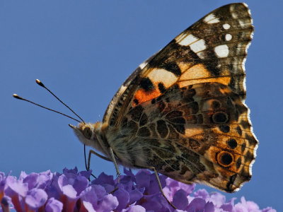 Painted Lady