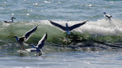 Little Gulls wave-hopping