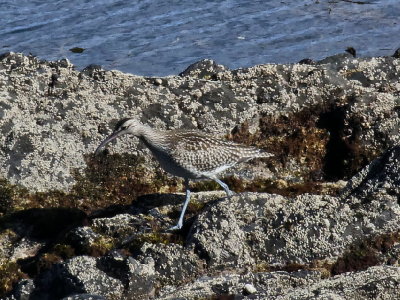 Whimbrel