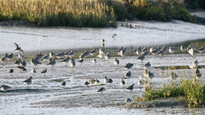 Mixed bird group