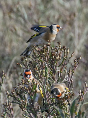 A 'charm' of Goldfinches