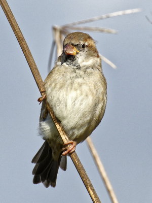 Sparrows complaining about being upstaged by Goldfinches