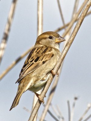 Sparrows complaining about being upstaged by Goldfinches