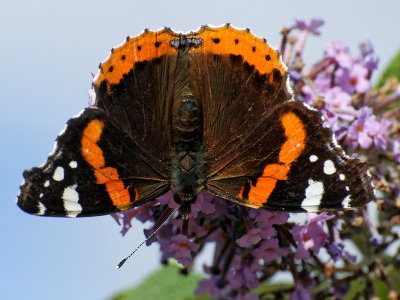 Red Admiral (nearly)