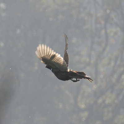 Pheasant take-off